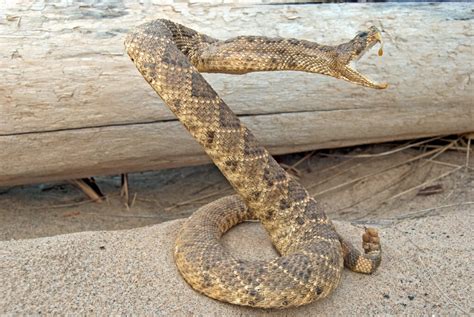 Onset of warm weather means rattlesnakes are coming out of hiding